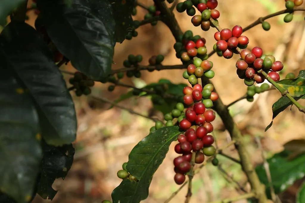 Dew Drops Farm Resorts Munnar India